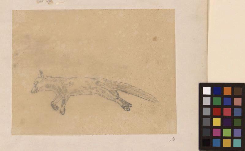 Renard mort, Thomas François Drake, 19e siècle