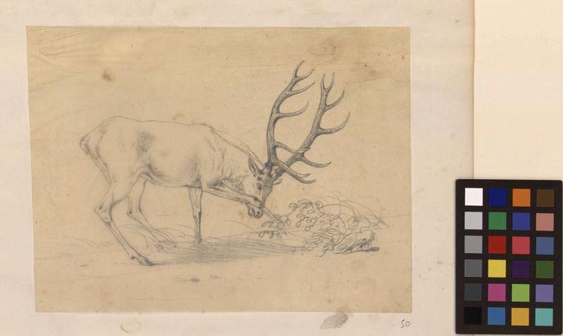 Cerf grattant des branchages, Thomas François Drake, 19e siècle