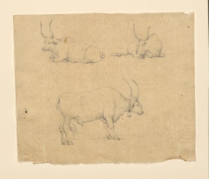 Etude de buffles, Lancelot Théodore Comte de Turpin De Crisse, 1er quart 19e siècle