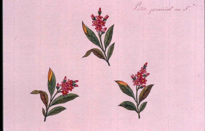 Modèle pour indienne : trois boutures d'arbuste à fleurs, Peter, 1797