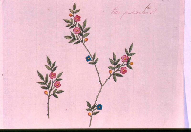Modèle pour indienne : Deux branches d'arbuste à fleurs, Peter, 1797