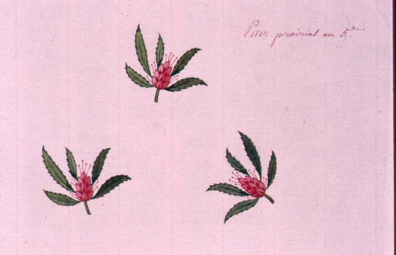 Modèle pour indienne : Trois fleurs, Peter, 1797