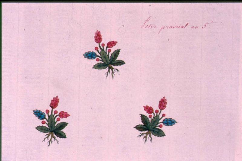 Modèle pour indienne : Trois fleurs avec racines, Peter, 1797