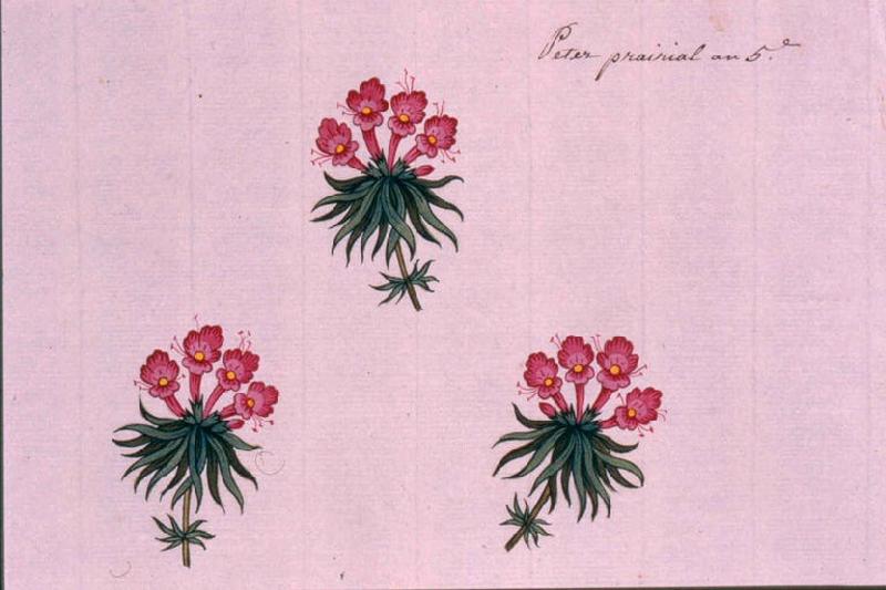 Modèle pour indienne : Trois fleurs, Peter, 1797