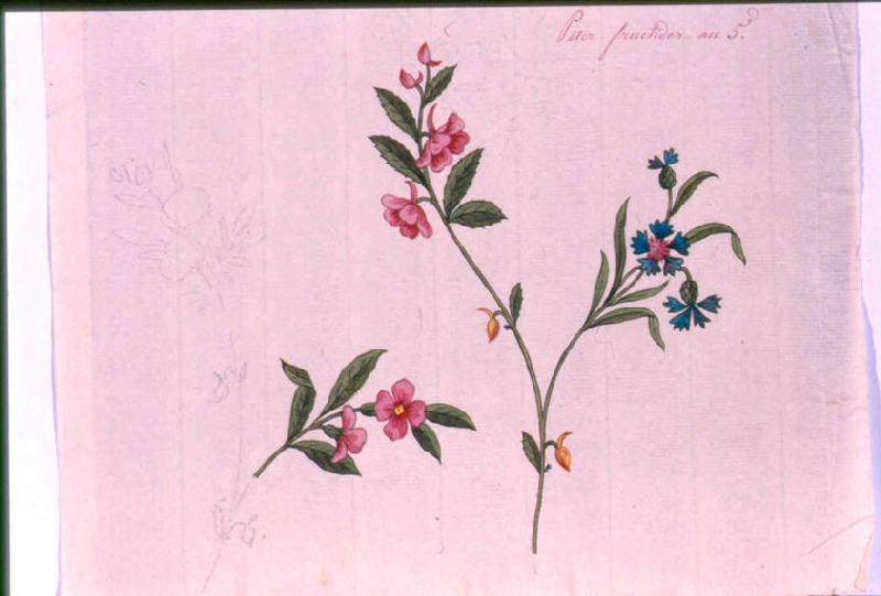 Modèle pour indienne : Motifs floraux, Peter, 1797