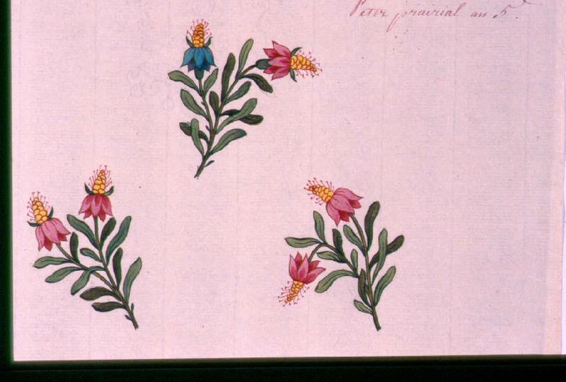 Modèle pour indienne : Motifs floraux, Peter, 1797