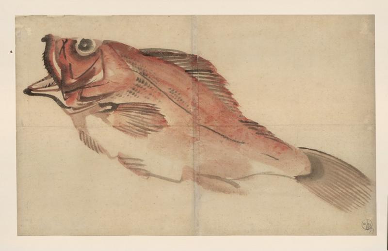 Une dorade_0