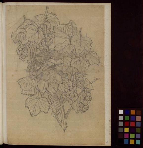 Fruits, Thomas François Drake, 19e siècle