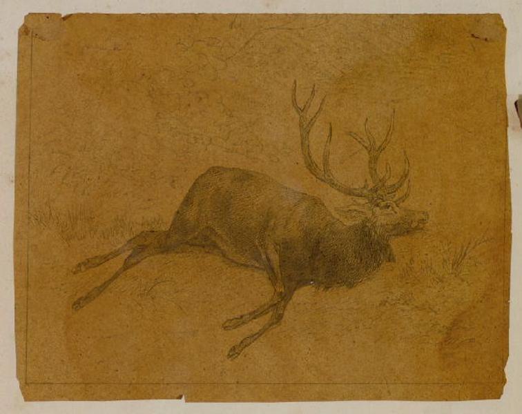 Cerf dans une forêt, Thomas François Drake, 19e siècle