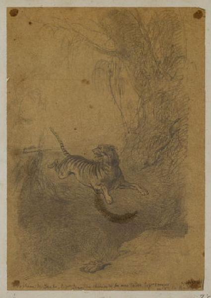 Animaux, Thomas François Drake, 19e siècle