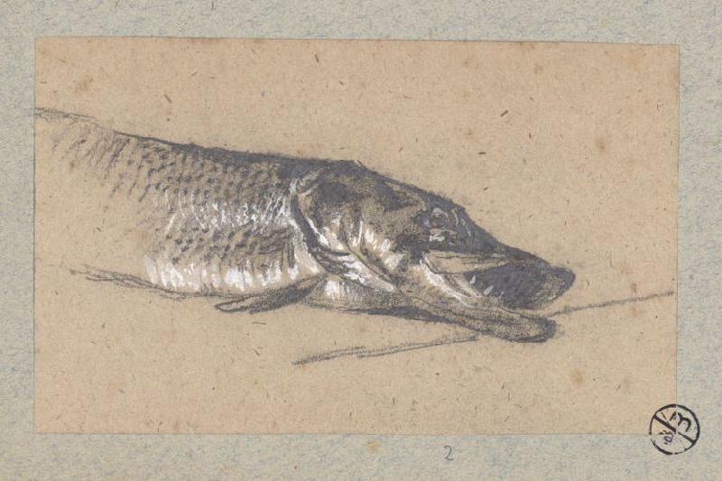 Brochet_0