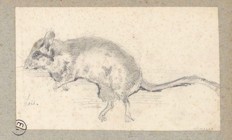 Loir, Alexandre Solde, 19e siècle