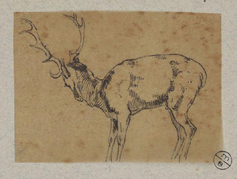 Cerf debout de profil gauche, Alexandre Solde, 19e siècle