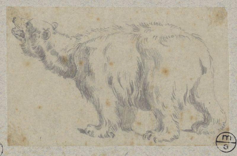 Ours polaire, Alexandre Solde, 19e siècle