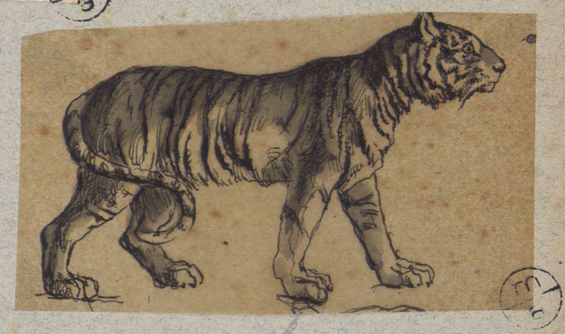 Tigre, Alexandre Solde, 19e siècle