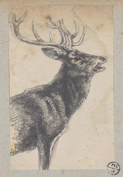 Cerf, Alexandre Solde, 19e siècle
