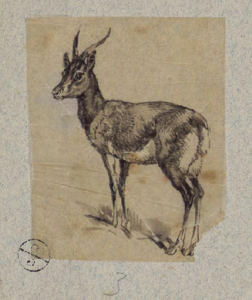 Gazelle, Alexandre Solde, 19e siècle