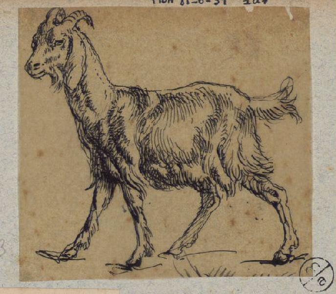 Chèvre, Alexandre Solde, 19e siècle