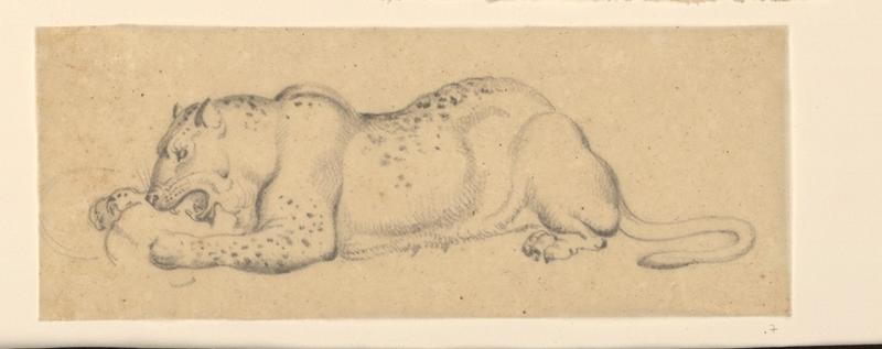 Tigre au repos, Lancelot Théodore Comte de Turpin De Crisse, 1ère moitié 19e siècle