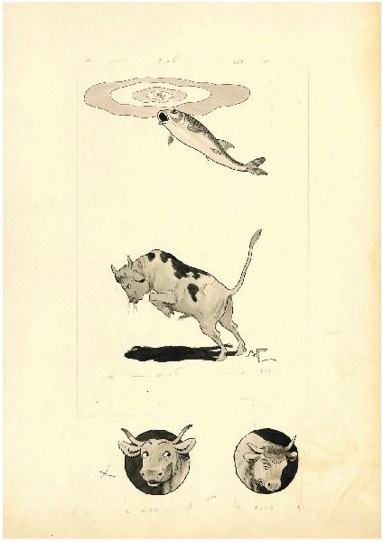 Le taureau, Benjamin Rabier, 4e quart 19e siècle, 1er quart 20e siècle