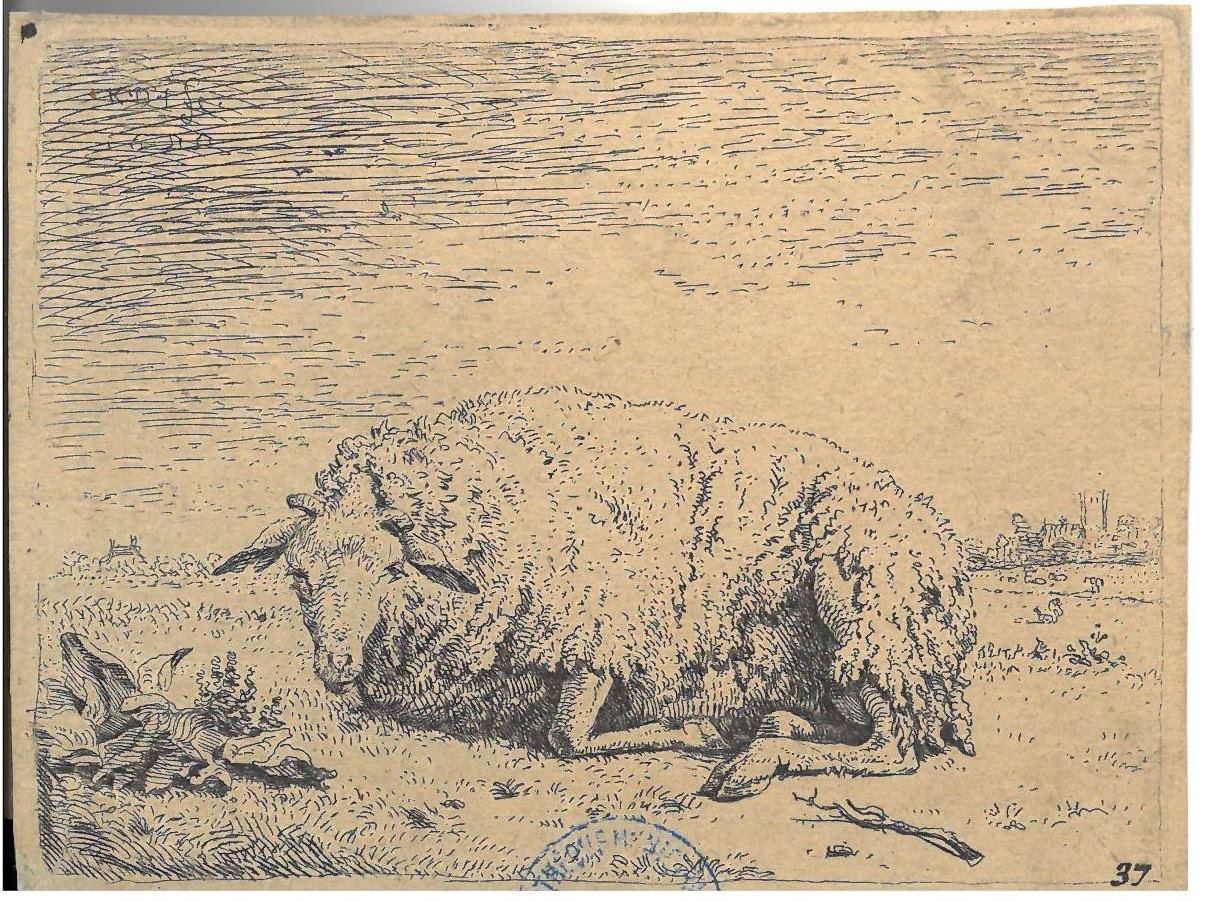 Mouton près de plantes ; Le Mouton couché, Karel Dujardin, 1655