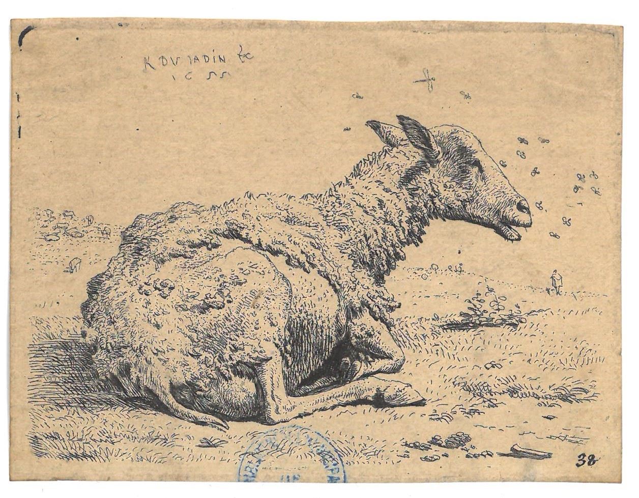 Mouton tondu, Karel Dujardin, 1655