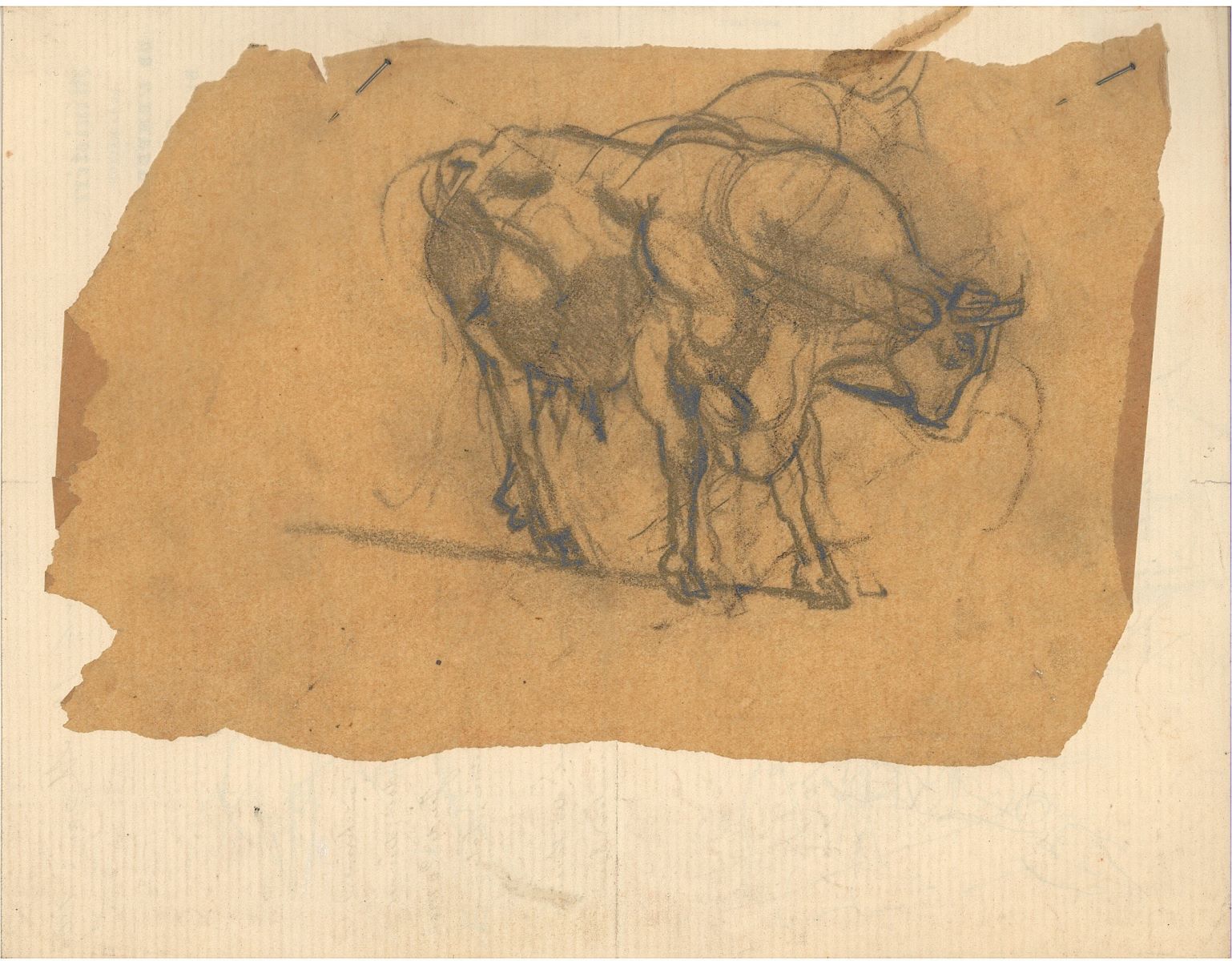 Etude d'une vache, Paul Baudry, 1861,1865