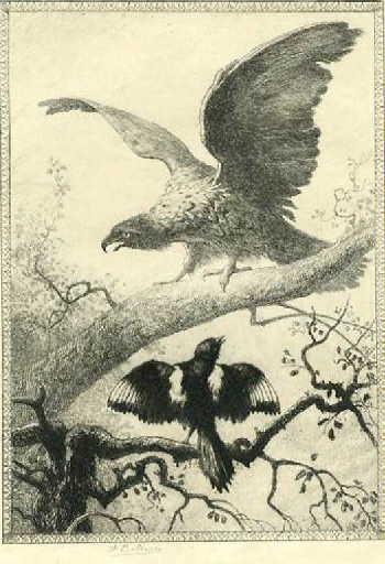L'Aigle et la Pie, XII, 11_0