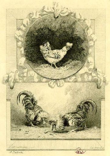Les Deux Coqs, VII, 12_0