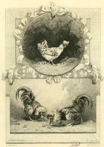 Les Deux Coqs, VII, 12_0