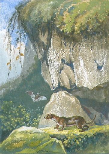 La Chauve-Souris et les deux Belettes, II, 5_0