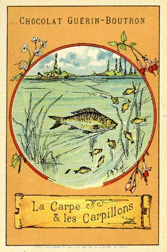 La Carpe et les Carpillons (Le texte de la fable est reproduit au revers)_0