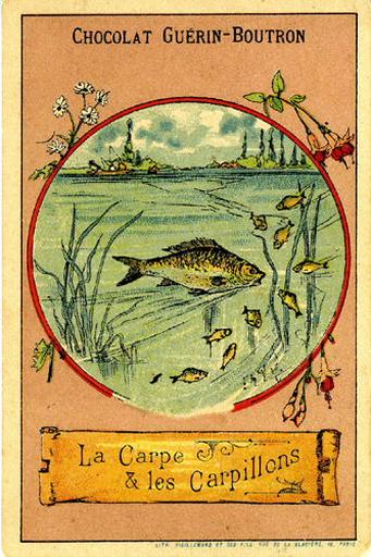 La Carpe et les Carpillons (Le texte de la fable est reproduit au revers)_0