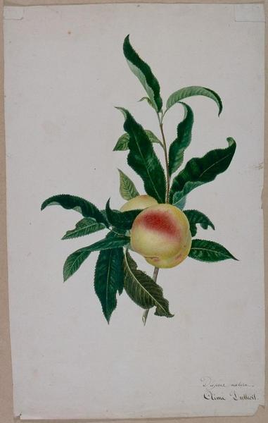 Etude d'une branche de pêcher avec deux fruits, (vers 1817-1822)_0