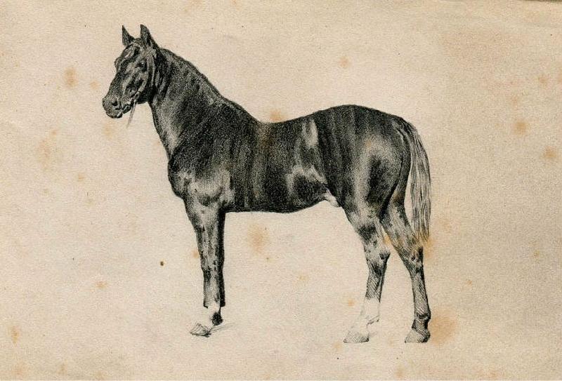 Cheval, Félix Michel, 4e quart 19e siècle, 1er quart 20e siècle