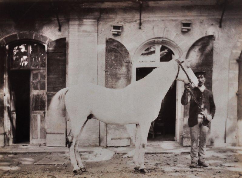 Palefrenier tenant la bride d'un cheval blanc_0