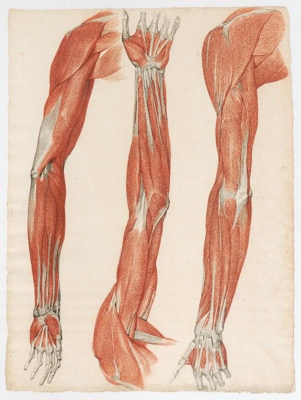 Etude anatomique de trois bras écorchés_0