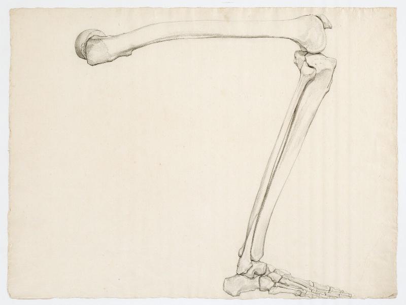 Étude anatomique des os d'une jambe_0