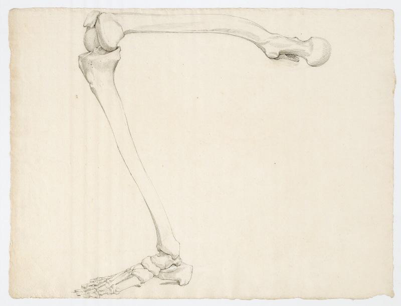 Etude anatomique des os d'une jambe inclinée vue de la gauche_0