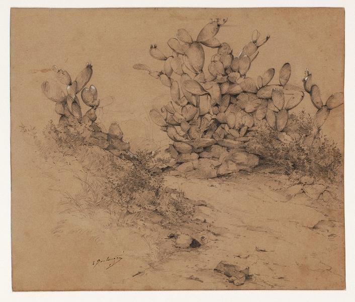 Etude de figues de Barbarie_0