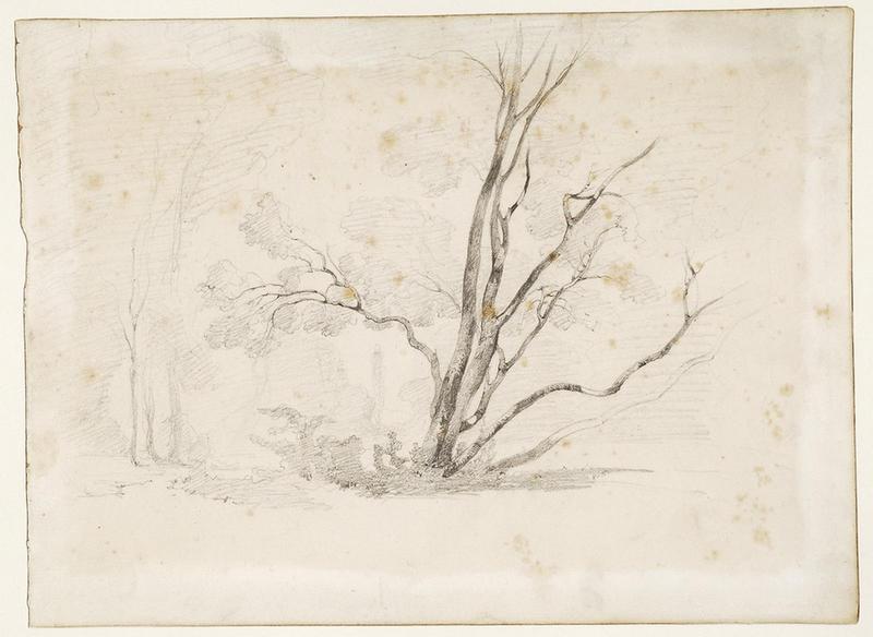 Etude d'arbre, Antoine Viot, 19e siècle