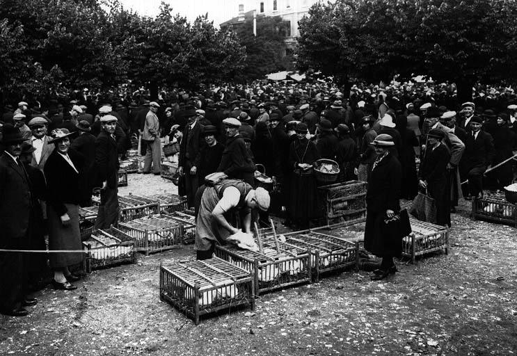 Volailles de Bresse. Le marché aux volailles à Bourg_0
