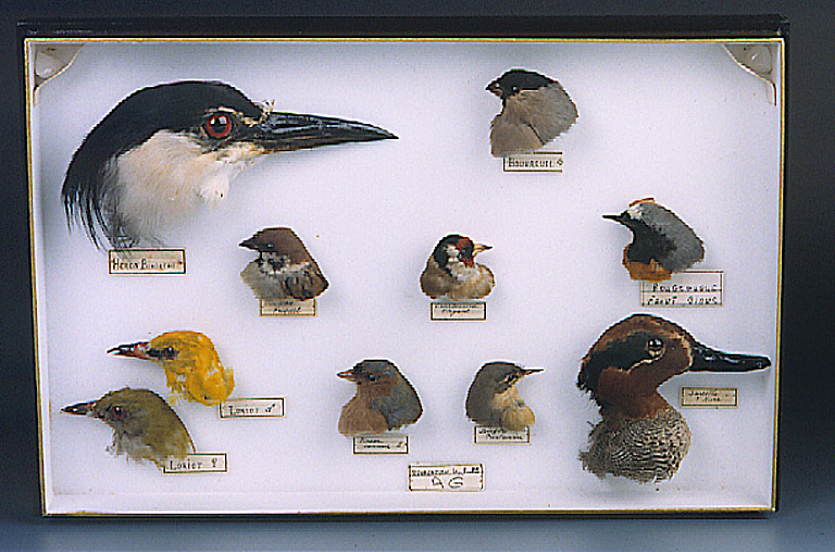 Boîte d'oiseaux_0