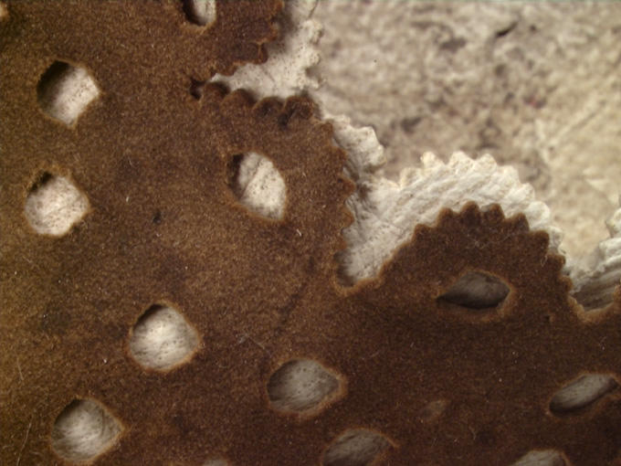 Chaussure de femme (Salomé)_1