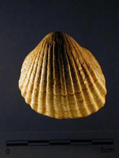 Cardium_0