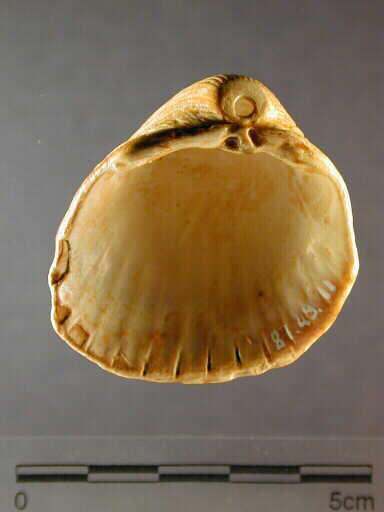 Cardium_1
