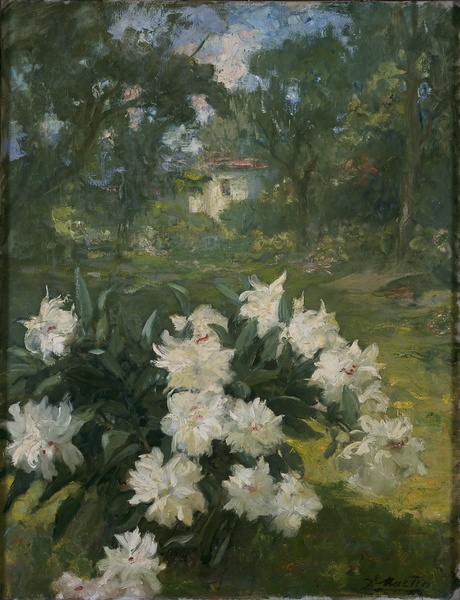 Pivoines dans un jardin_0