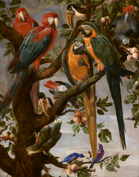 Perroquets et autres oiseaux, Frans Snyders, 17e siècle
