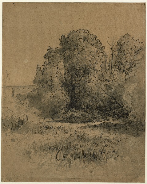 Sous-bois_0