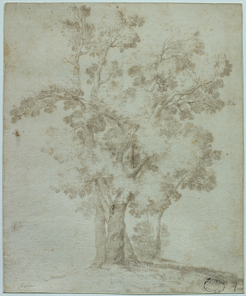 Arbres, Sinibaldo Scorza, 17e siècle